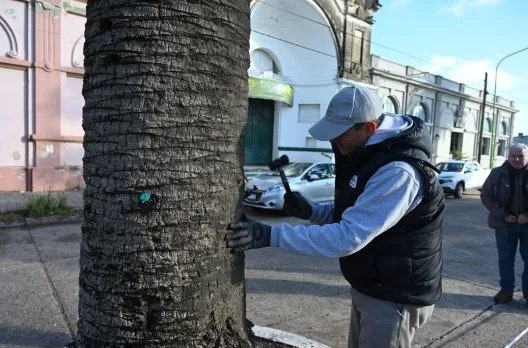 Gualeguaychú implementó tratamiento preventivo para palmeras
