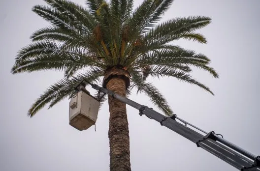 Gualeguaychú inicia instalación de sensores para combatir plaga del picudo rojo