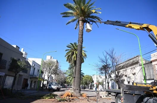 Gualeguaychú instalará sensores para proteger palmeras del picudo rojo