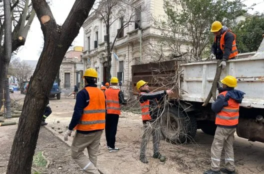 Gualeguaychú limpió árboles de Plaza Urquiza para más luz solar