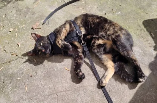 Gualeguaychú realizó más de 2.500 castraciones de mascotas en 2026