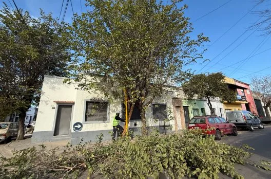 Inició la poda invernal en Gualeguaychú para mejorar el arbolado