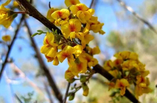 Jornada sobre plantas nativas y su importancia en La Delfina