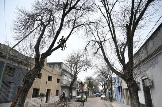 Más de 750 árboles podados en el centro y la Costanera de Gualeguaychú