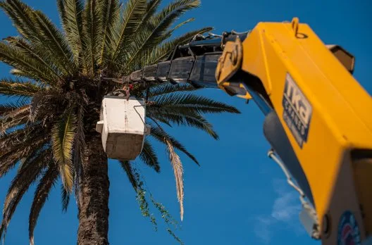 Poda de palmeras avanza para prevenir plaga del picudo rojo