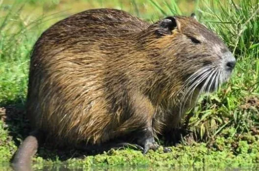 Recomendaciones para el cuidado de fauna en la Costanera Sur