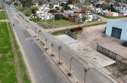 Renovación del Boulevard Daneri con 20 nuevas palmeras Pindó