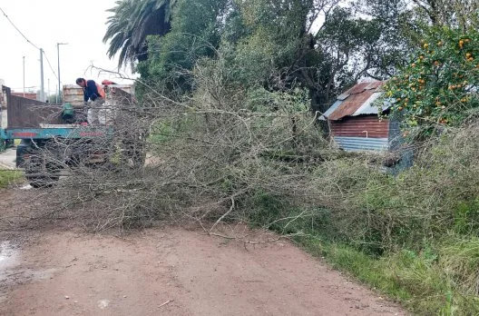 Retiraron árbol caído en barrio Vicoer 30 Viviendas