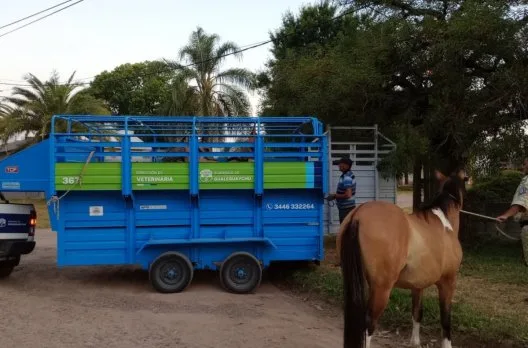 Retiro de caballos en Gualeguaychú busca mejorar la seguridad urbana
