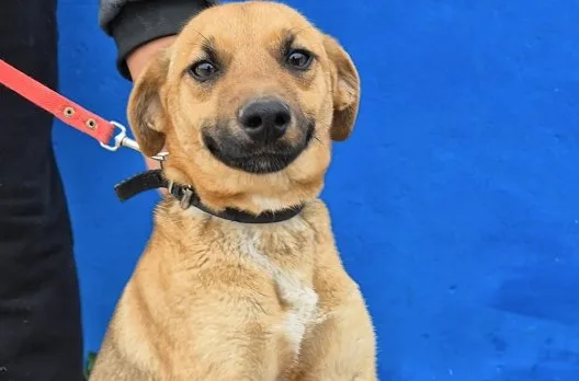 Servicios veterinarios gratuitos para el cuidado de mascotas en Gualeguaychú