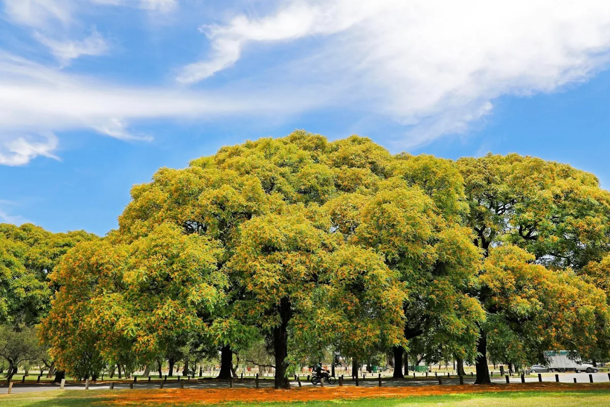 Actividades de la Semana del Árbol en la Ciudad