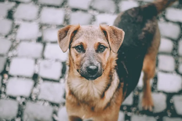 Cuidado de perros comunitarios durante la visita del Papa en Luján