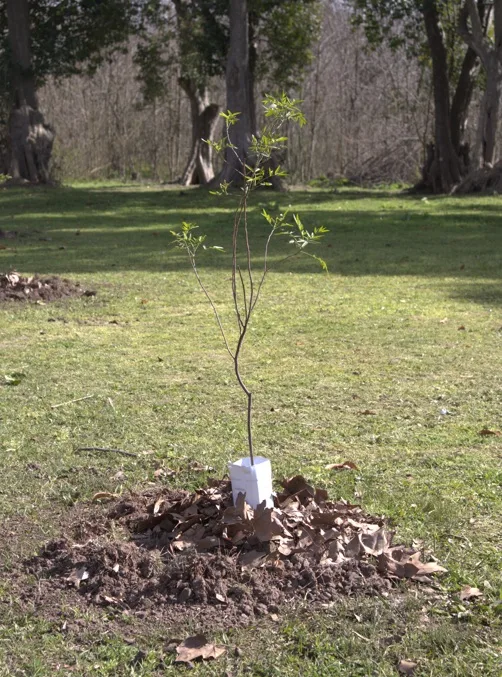 Luján inicia la plantación de 80 árboles nativos en espacios públicos