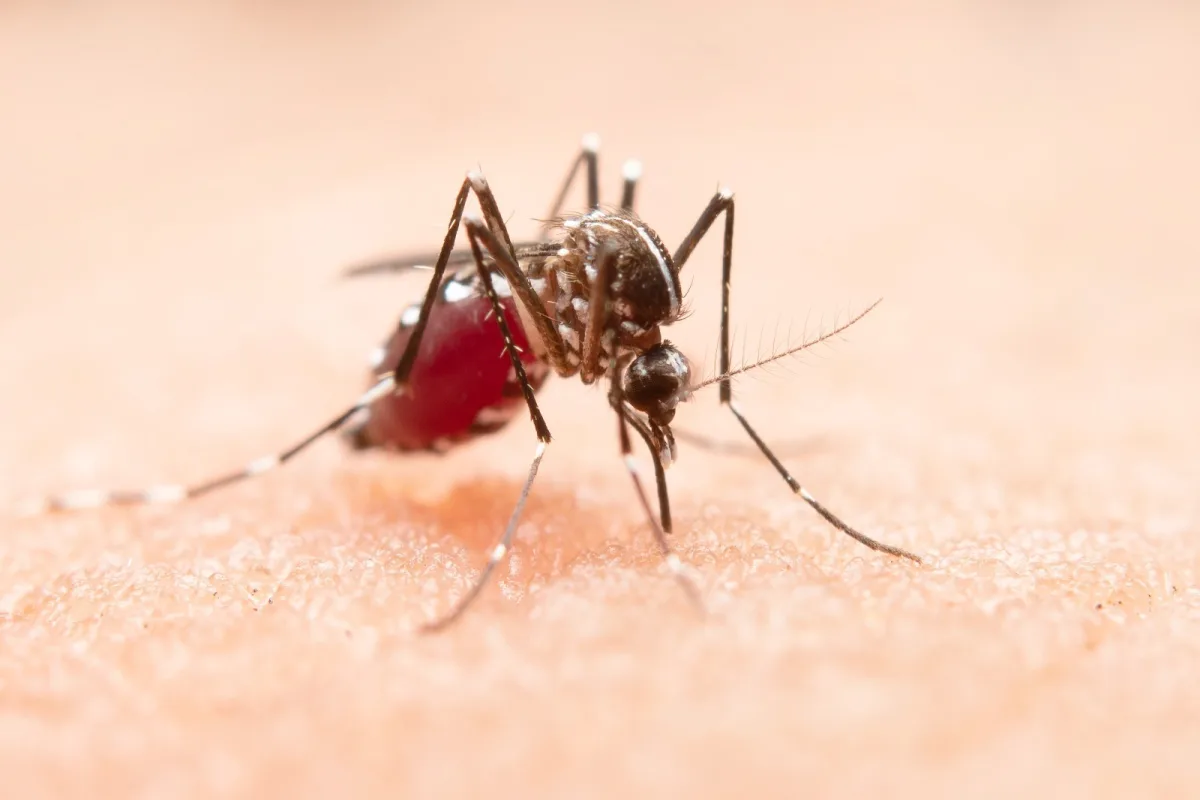 Luján intensifica prevención del dengue ante lluvias