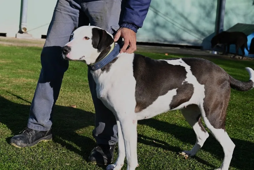 Perros adultos en Zoonosis de Luján buscan un nuevo hogar
