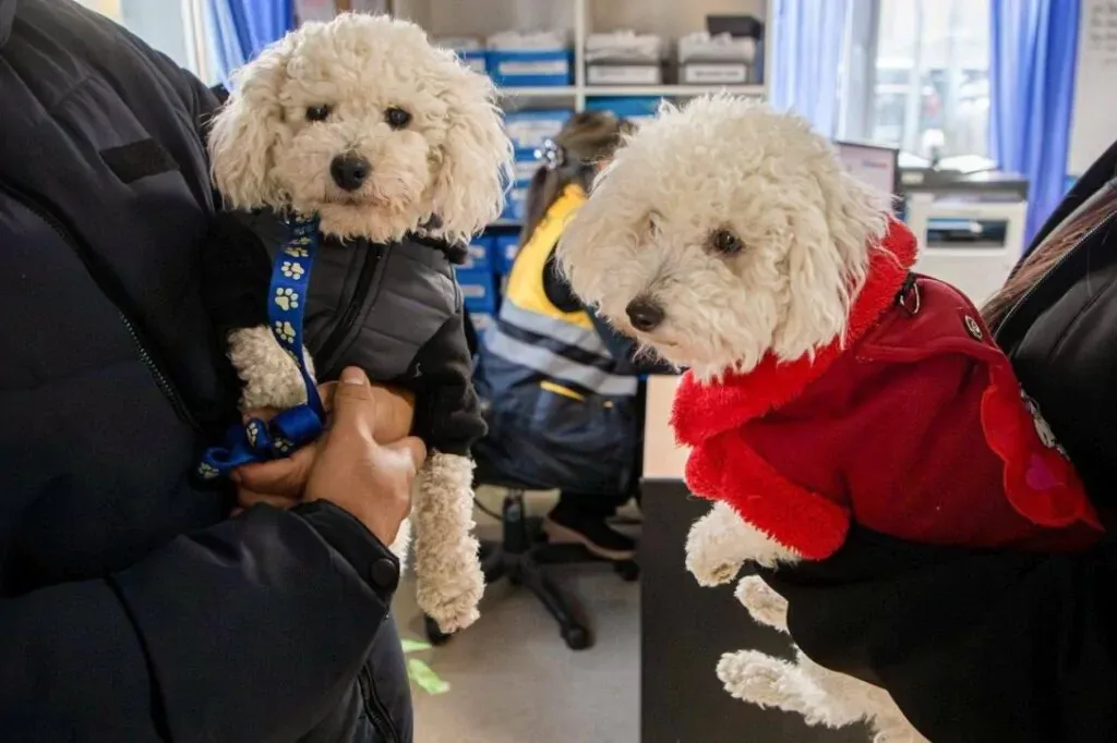 Consejos del Municipio de Río Grande para prevenir el moquillo canino