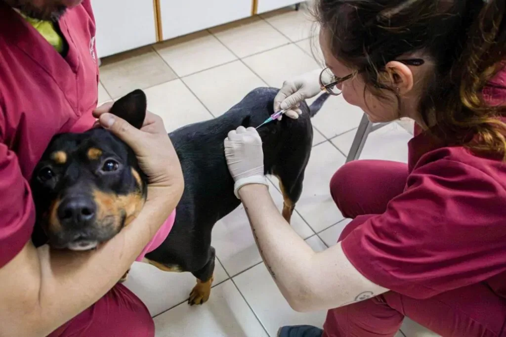 Más de 170 vacunas y 4 perros adoptados en jornada de cuidados