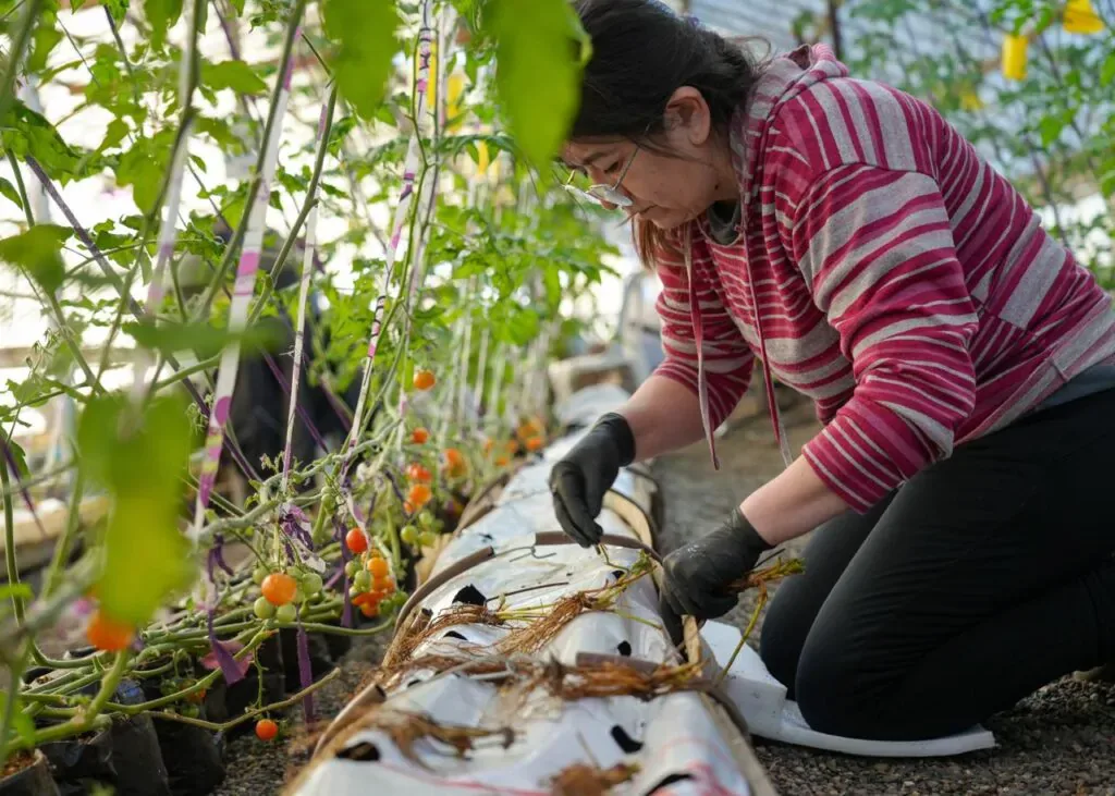 Río Grande inicia producción local de frutillas para productores