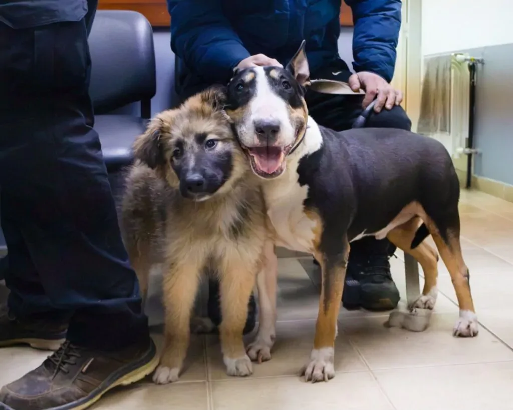 Vacunación y adopción de mascotas en Río Grande este fin de semana