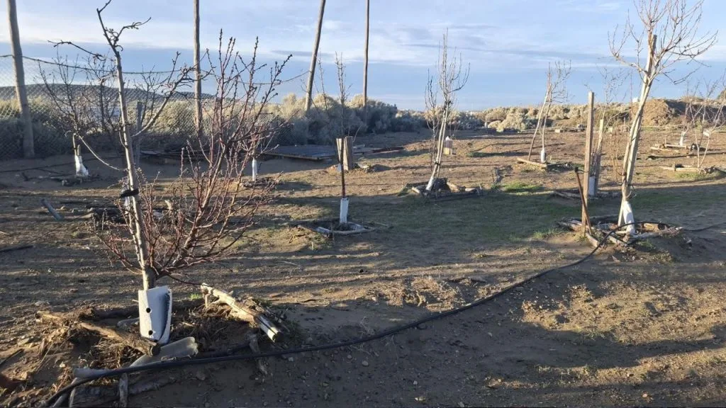 Taller de poda de frutales en Caleta Olivia para vecinos e instituciones